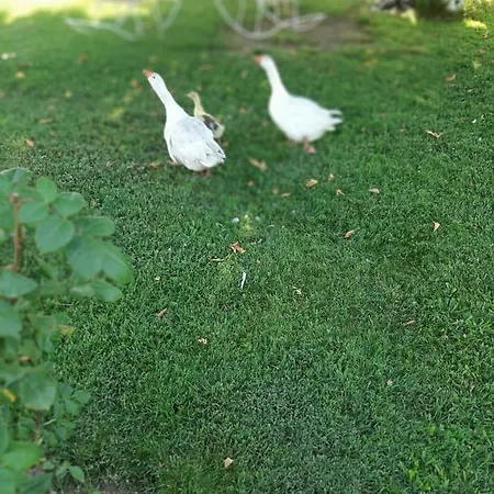 Mertur Отель Ciftlikkoy (Marmara)