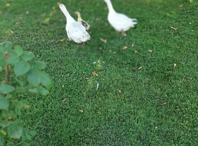 Mertur Hotel Çiftlikköy